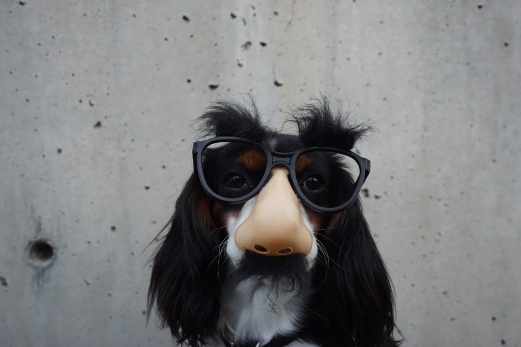 50 funny dog jokes for kids of all ages